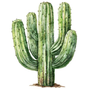 May include: Watercolor illustration of a green cactus with multiple arms and vertical stripes. The cactus has small, dark spines and is set against a white background. The base of the cactus is a light brown color.