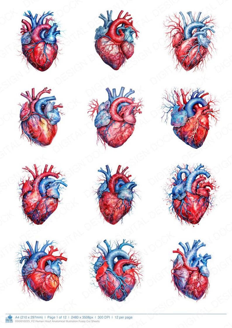 Human Heart Anatomical Illustration Fussy Cut Sheets, 12x Printable ...
