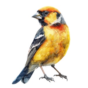 12 Goldfinch Clipart, Watercolor Bird Clipart, Printable Watercolor Clipart, Paper Crafts, Wall Art, Digital Download, Junk Journals