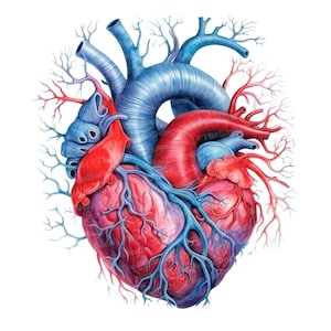 12x Clipart di cuori anatomici, Clipart di cuore umano, Clipart di acquerelli stampabili, Arte murale, Artigianato di carta, Download digitale, Diari spazzatura