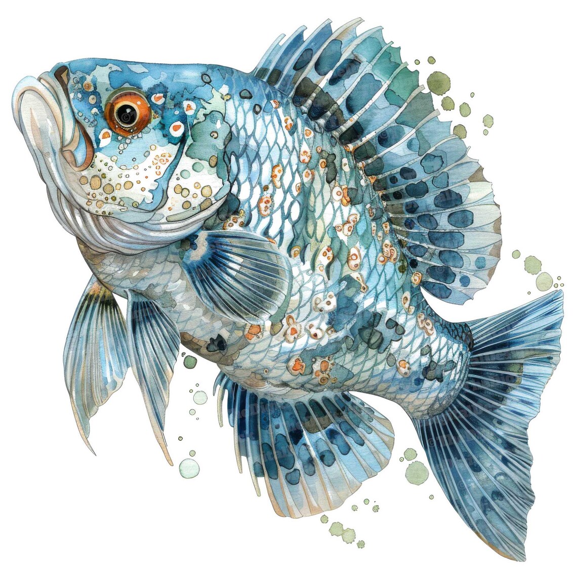 Crappie Fish Graphics 12 Crappie Fish Clipart, Watercolor Fish Clipart, Printable Watercolor ...