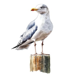 12x Seagull Perched Clip Art, Watercolor Birds Clip Art, Digital Download, Printable Clip Art, Coastal Bird Art, Paper Crafts, Junk Journal