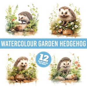 Clipart aquarelle hérisson de jardin, 12 fichiers JPG, image imprimable hérisson mignon, Illustration, art mural, téléchargement numérique, journaux indésirables, Tshirt