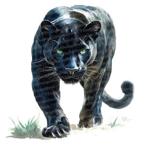 12x Clipart pantera nera, Clipart grande gatto acquerello, JPG di alta qualità, download digitale, creazione di biglietti, carte digitali, Clipart acquerello