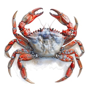 Crab Clipart, 12x Watercolor Ocean Animal Set, Printable Nautical Sea Life Clip Art, Transparent Background, Digital Download, JPG Bundle