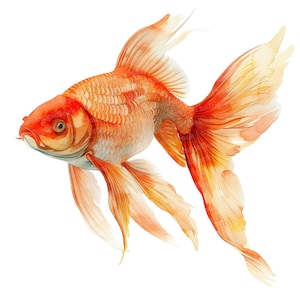 Clipart de acuarela de pez dorado, 12 archivos JPG, arte de peces hermosos, clipart de acuarela imprimible, manualidades de papel, arte mural, descarga digital, revistas basura