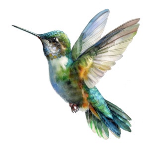 12 Clipart di colibrì, Clipart di uccelli acquerellati, Clipart di acquerelli stampabili, Artigianato di carta, Arte murale, Download digitale, Diari spazzatura
