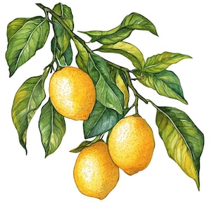Imágenes prediseñadas de limón PNG, juego de 12 imágenes prediseñadas de cítricos de Amalfi, imágenes prediseñadas de frutas de acuarela imprimibles, manualidades de papel, descarga digital, paquete de diario basura