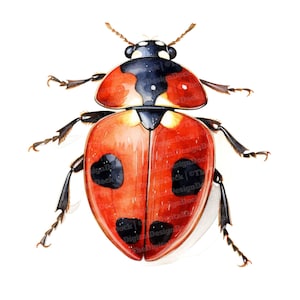 Clipart coccinelle, 12 fichiers JPG, clipart insecte coccinelle, image imprimable, illustration, art mural, téléchargement numérique, journaux indésirables, graphiques