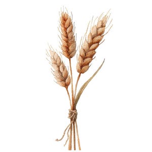 Puede incluir: Ilustración en acuarela de un manojo de espigas de trigo atadas con hilo. El trigo es de un color marrón dorado cálido, con texturas detalladas. La imagen está sobre un fondo blanco limpio, resaltando los tonos naturales del trigo.