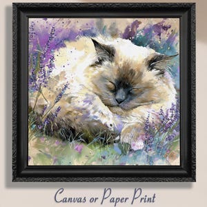 Pode incluir: Impressão emoldurada de um gato dormindo em um campo de lavanda. O gato tem pelo creme com marcas marrons escuras e está enrolado com os olhos fechados. A obra de arte está em uma moldura preta. O texto "Canvas or Paper Print" está na parte inferior.
