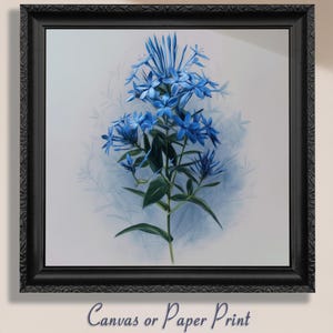 Stampa su tela / senza cornice con fiore di Amsonia Blue Star. Poster con immagine di fiore selvatico di Amsonia Blue Star, decorazione da parete blu navy, arte floreale minimalista glamour.
