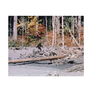Bigfoot - Patterson Gimlin Film Frame 352 Large Poster Print