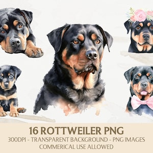 Watercolor Rottweiler Clipart, Rottweiler Png Bundle, Instant Digital Download, Commercial Use Graphics, Card Making, Scrapbooking Crafts