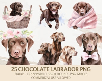 Watercolor Labrador Clipart, Chocolate Labrador Png Bundle, Instant Digital Download, Commercial Use Graphics, Card Making, Scrapbooking
