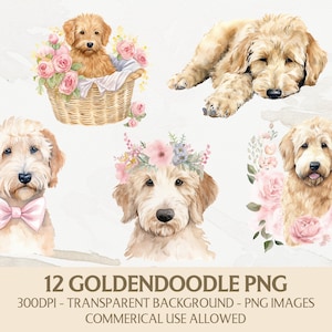 Aquarelle Goldendoodle Clipart, Goldendoodle Png Bundle, Téléchargement numérique instantané, Graphiques à usage commercial, Fabrication de cartes, Scrapbooking