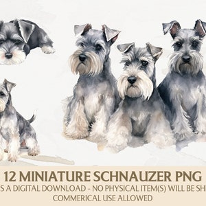 Watercolor Miniature Schnauzer Clipart, Miniature Schnauzer Png Bundle, Instant Digital Download, Commercial Use Graphics, Card Making
