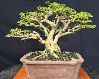 Premna Microphylla Bonsai Actual  Picture