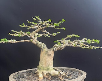 Real Picture Bonsai Premna Microphylla Bonsai Sancang