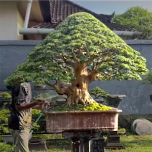 Peut inclure: Un grand bonsaï avec un feuillage vert dense et un tronc brun noueux. L'arbre est planté dans un pot rectangulaire de couleur terre cuite et placé sur un support décoratif. Le bonsaï est arrosé dans un jardin.