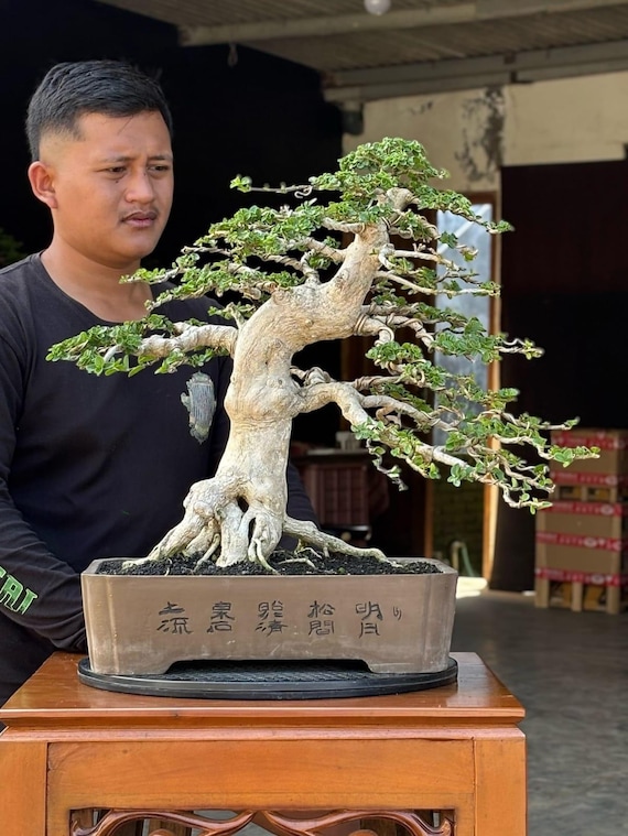 Premna Microphylla Bonsai Grostamm Echtes Bild - Etsy sterreich