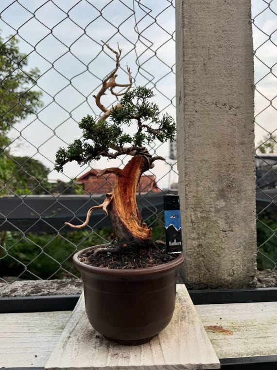 dracena marginata soil Giant Dracaena 'Marginata' | Indoor Plants Delivered main image 1