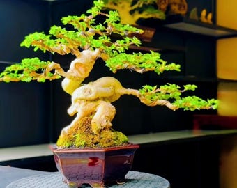 Imagen real del bonsái de Premna Microphylla