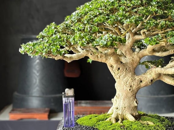 bonsai keramikschale Bonsai Baum Höhe 30 Klassischer Miniaturbaum Ø15cm 35cm kaufen