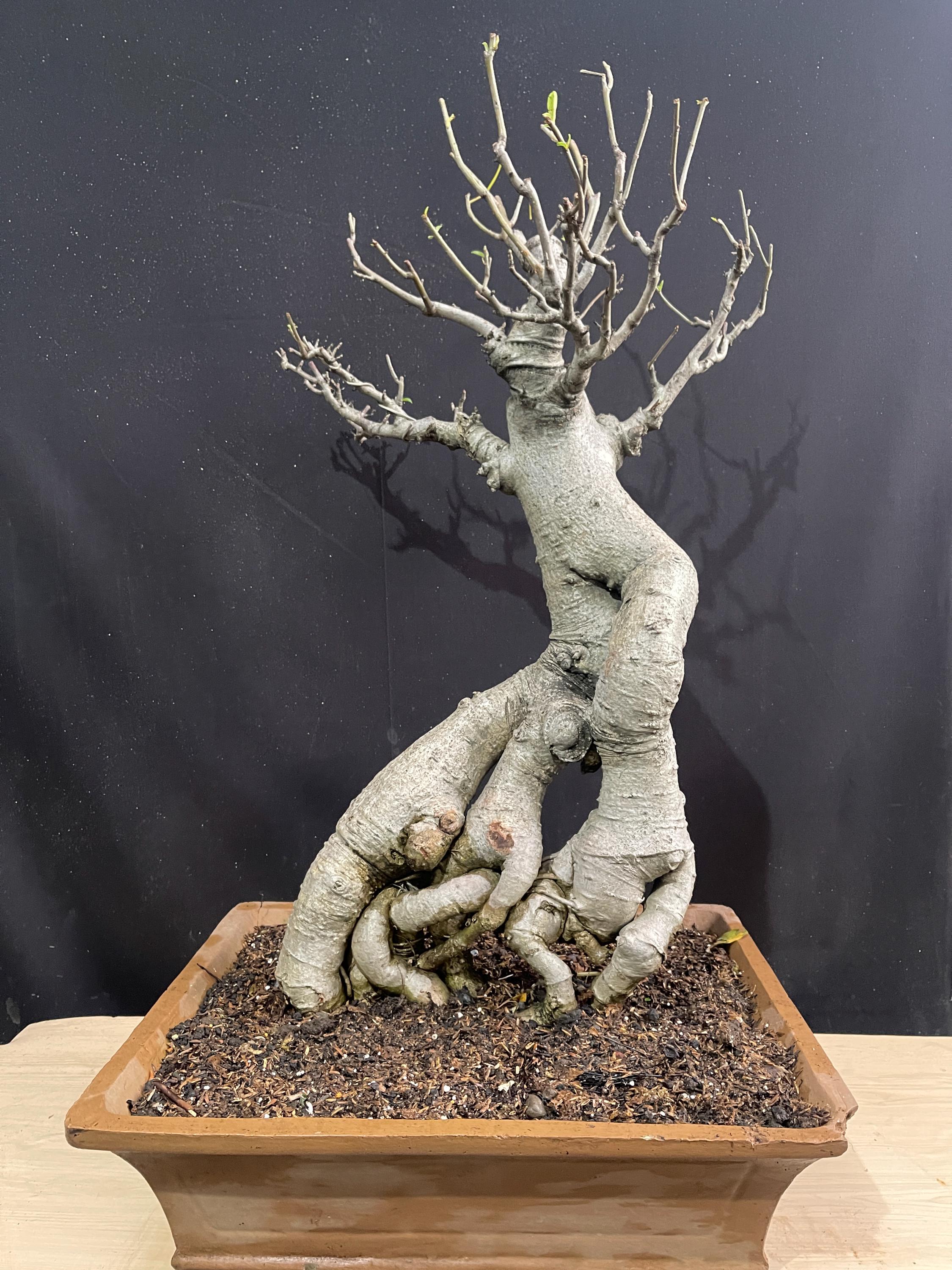 baobabの実様 Baobab Feathers Candle Max 16 | Kneen & Co