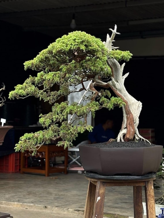 Echtes Bild Wacholder Bonsai Original Totholz Alter Baum | Zypresse Bonsai  Groformat - Etsy sterreich