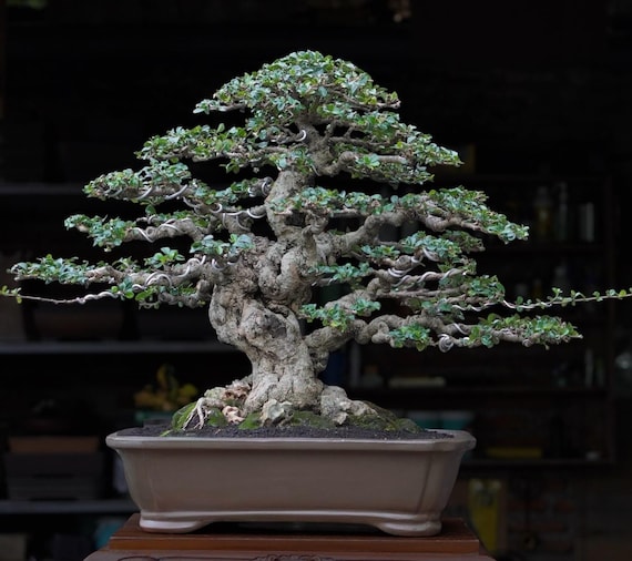 hoher bambus winterhart Fargesia robusta 'Pingwu' / Hoher Heckenbambus