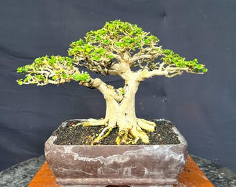Bonsái de Premna Microphylla (estilo de imagen real)