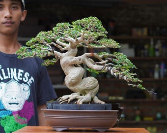 Premna Microphylla Bonsai Real Picture Premna Bonsai Tree