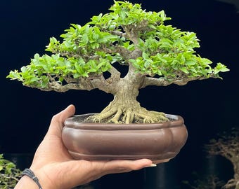 Bonsai Water Jasmine Real Picture Wrightia Religiosa Bonsai Small Size Beautifull Bonsai Tree