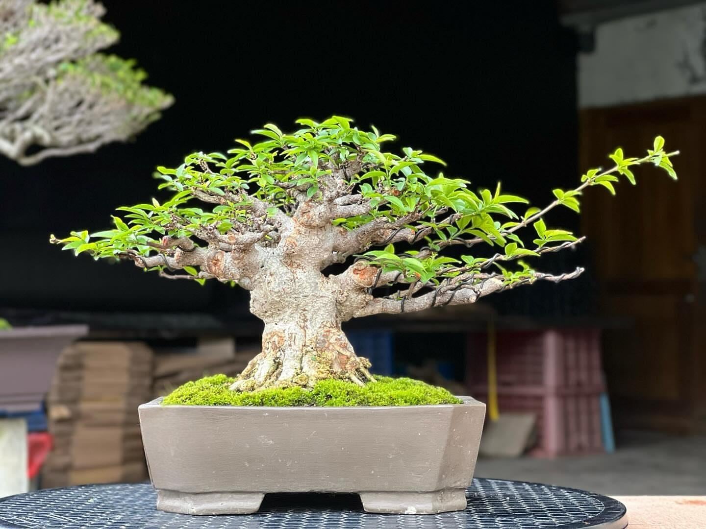 Water Jasmine Bonsai Tree: Wrightia Religiosa - Etsy