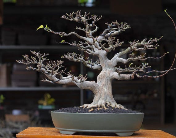 ウォータージャスミン盆栽（Wrightia Religiosa） - 32 cm 生木 - Etsy 