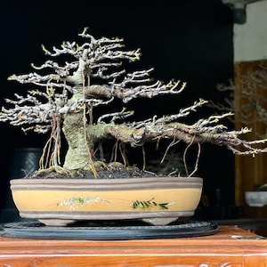 Op de afbeelding: Een bonsaiboom met een dikke, knoestige stam en ingewikkelde takken. De boom staat in een bruine keramische pot met een decoratief ontwerp. De boom staat op een houten standaard.