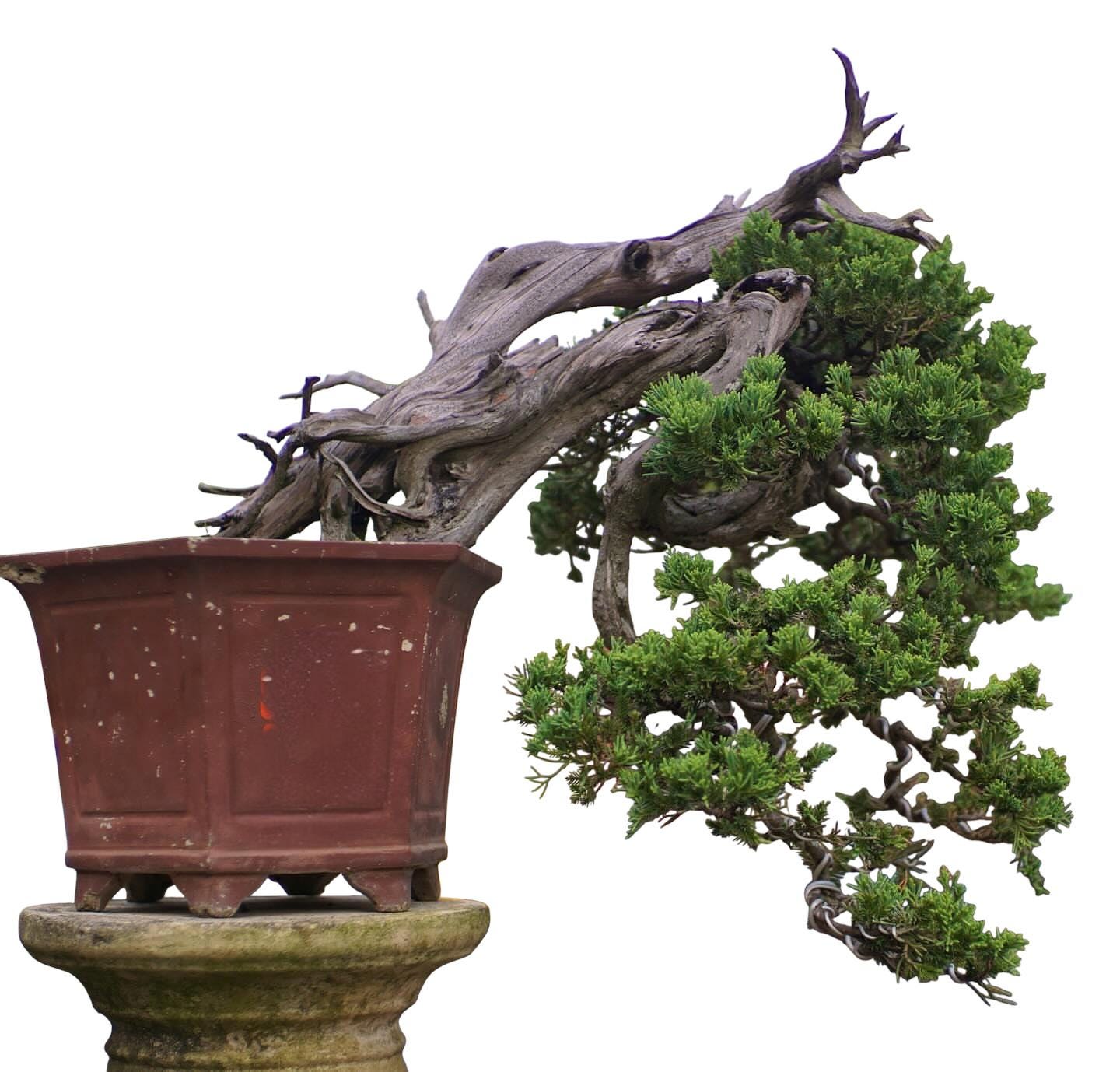 Shimpaku juniper - Etsy 日本