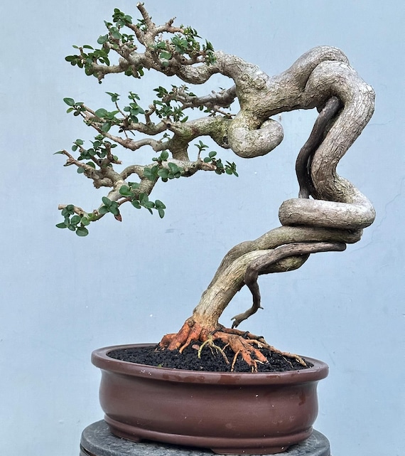 Qattiq BDSM videolarini onlayn tomosha qiling Qizlar bir yigitni silkitib qoyishadi va u boshashadi.