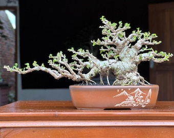 Hibiscus Tiliaceus Bonsai Árbol Muy Hermoso Árbol Viejo Imagen Real