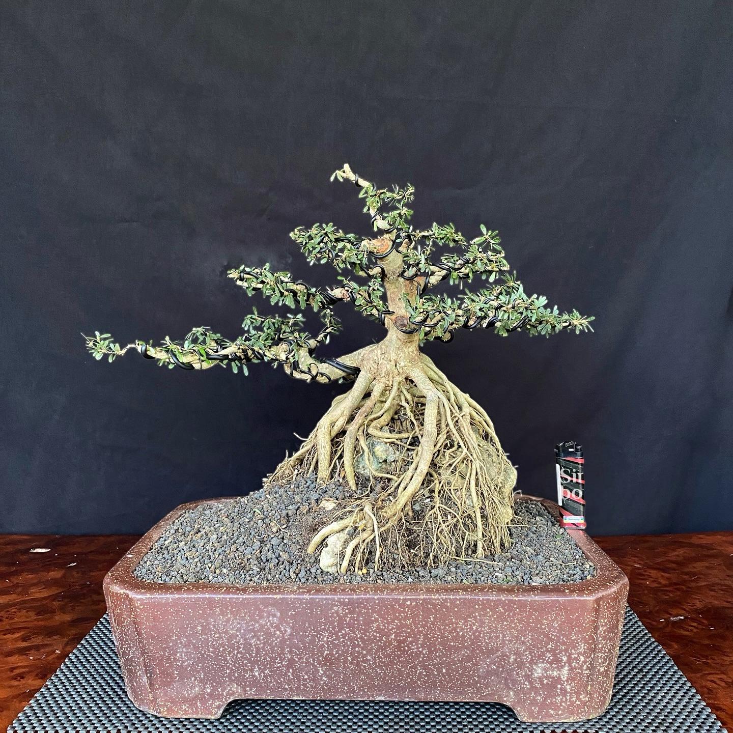 Desmodium Blue Bell on the Rock Bonsai With Purple Flower Real Picture -  Etsy