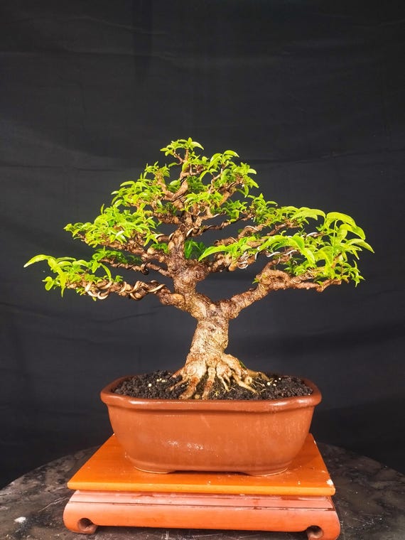 Wasser-Jasmin Bonsai echtes Bild Wrightia Religiosa Bonsai kleinformatig -  Etsy sterreich