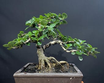 Bonsai Ficus Microcarpa Cascade Style Real Picture
