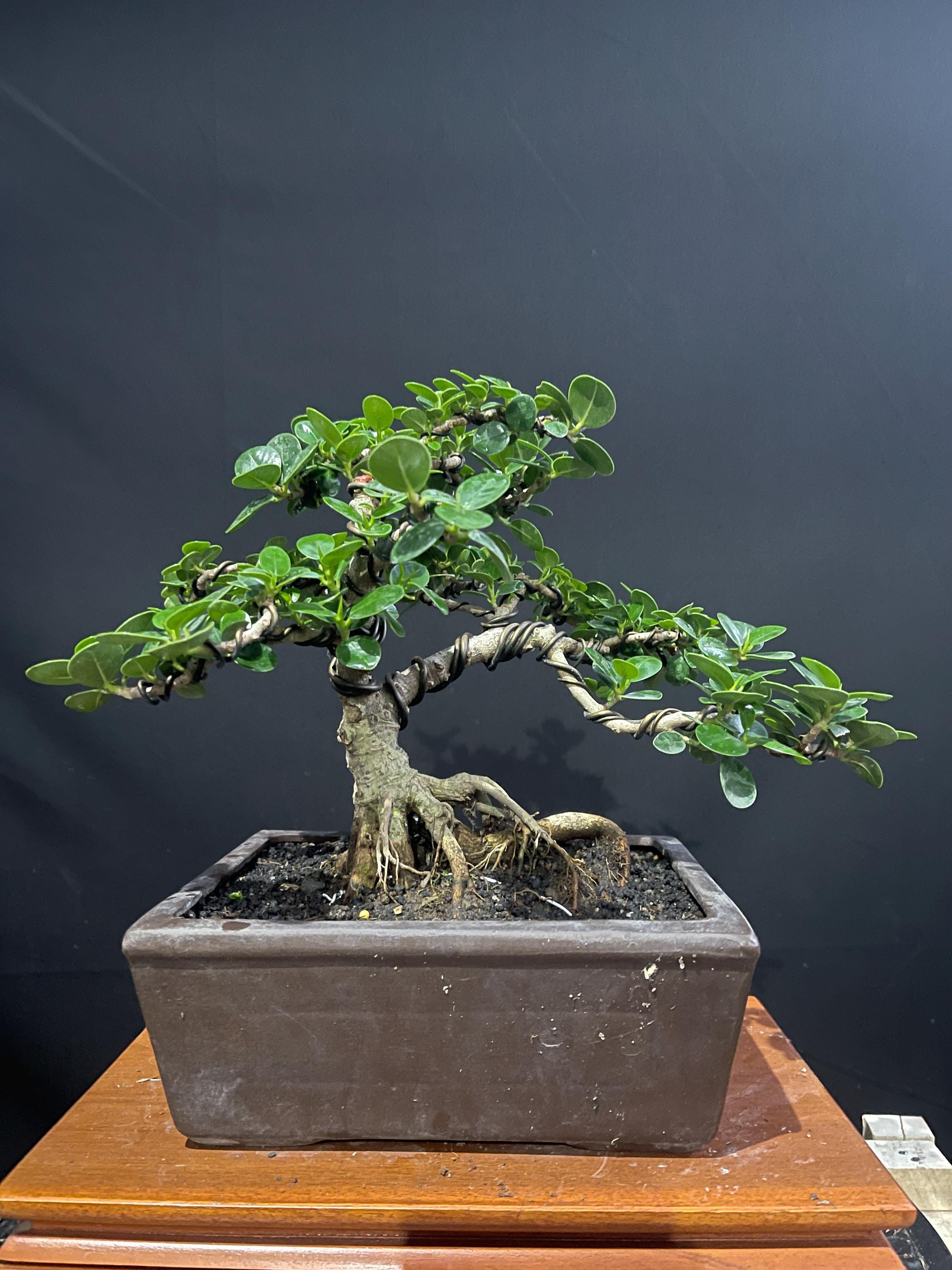 Bonsai Ficus Microcarpa Cascade Style Real Picture