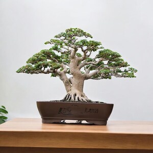 Puede incluir: Un árbol bonsái meticulosamente elaborado con un tronco grueso y texturizado y un follaje verde vibrante. El árbol está plantado en una maceta de cerámica marrón rectangular, colocada sobre una superficie de madera. Las ramas del bonsái se extienden horizontalmente, creando una estética natural y equilibrada.