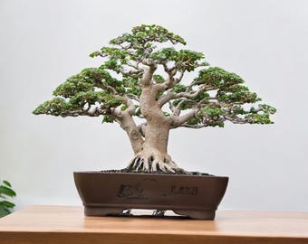 Premna Microphylla Bonsai Real Picture Big Trunk Living Tree