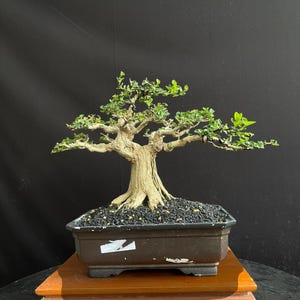 bonsai plastiktte Deep Round Bonsai Tree Pot made of High Impact Plastic  Stone Lantern