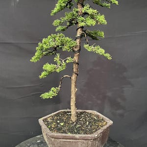 Echte foto bonsai jeneverbes Sargentii shimpaku origineel dood hout | Cipres bonsaiboom
