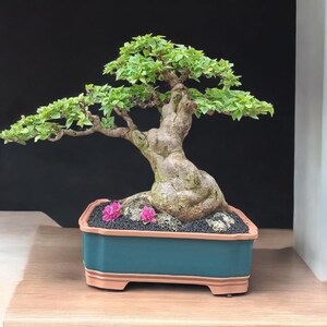 Può includere: Un bonsai con foglie verdi e un tronco spesso e strutturato. L'albero è piantato in un vaso rettangolare color verde acqua con un bordo marrone. Due piccoli fiori rosa sono alla base, su sfondo nero.