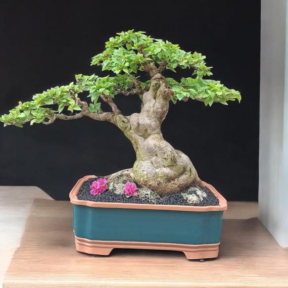 Echtes Bild Bougainvillea Singapur Bonsai Alter Baum groer Stamm - Etsy  sterreich